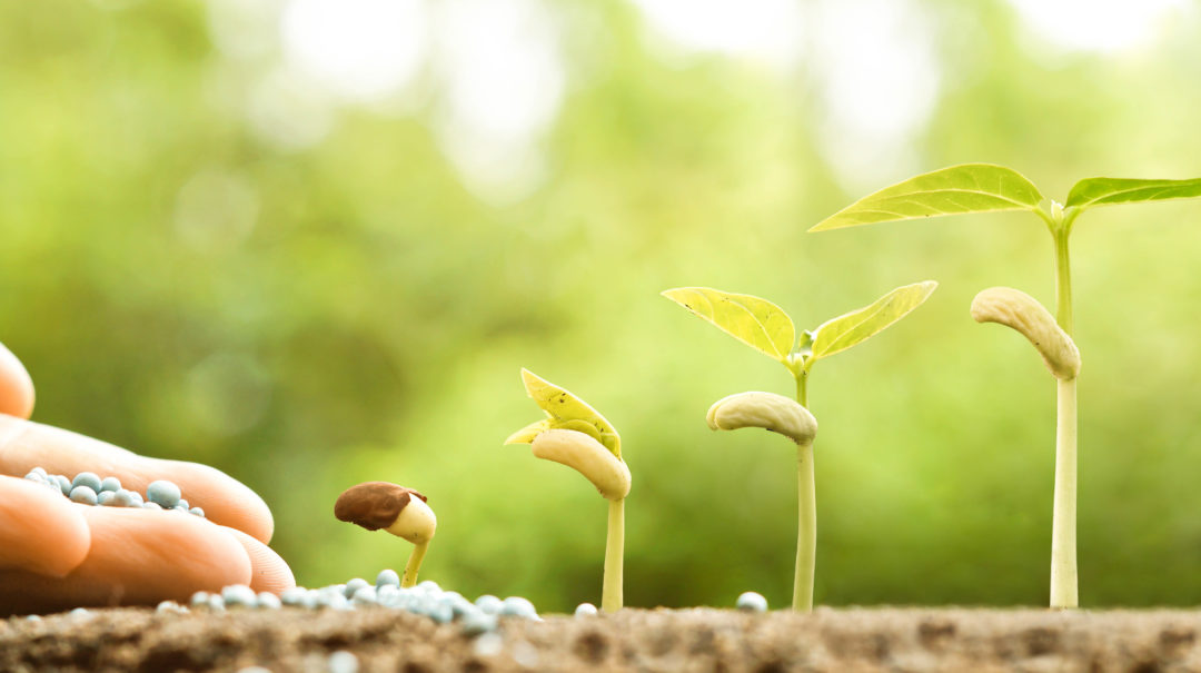 hand nurturing young baby plants growing in germination sequence on fertile soil with natural green background