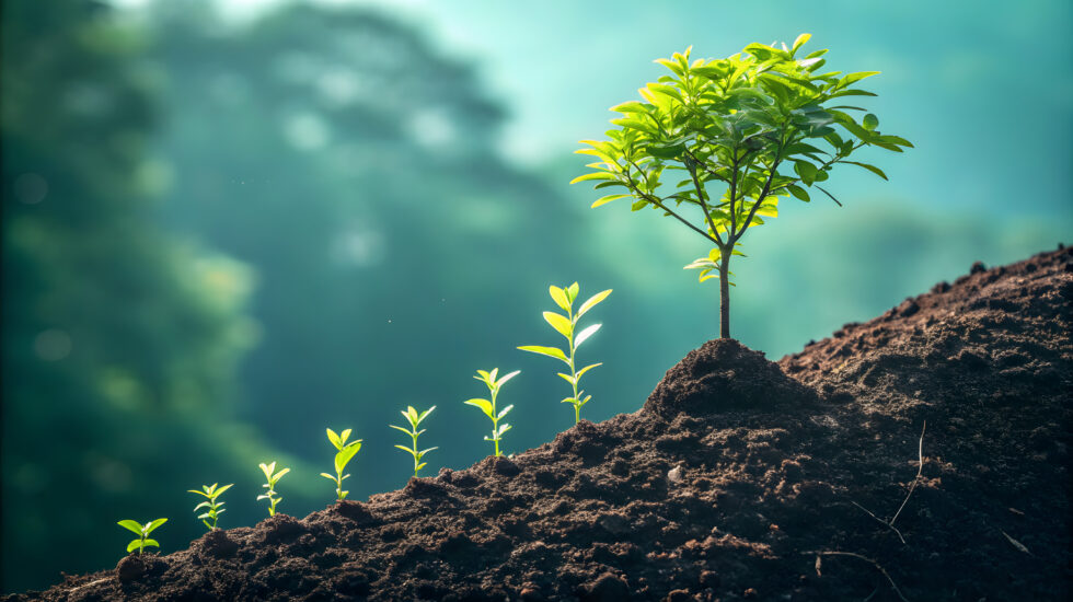 Vibrant timeline with a tree growing along it, symbolizing sustainable business growth over time timeline, growth, sustainability. Agriculture plant seeding growing step business concept