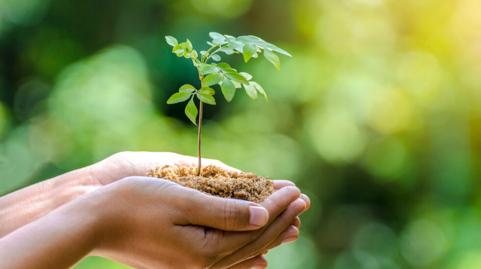 In the hands of trees growing seedlings. Bokeh green Background Female hand holding tree on nature field grass Forest conservation concept