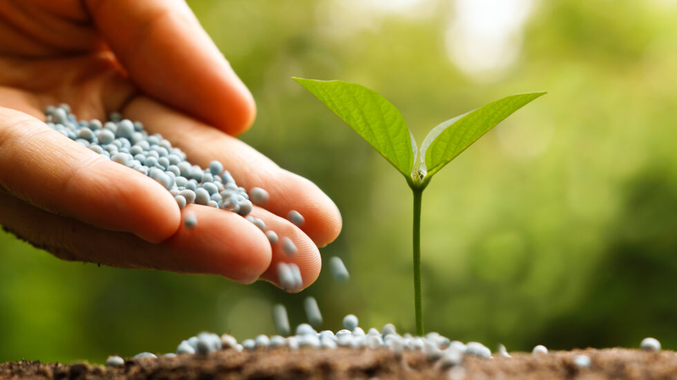 hand giving chemical fertilizer to a young baby plant